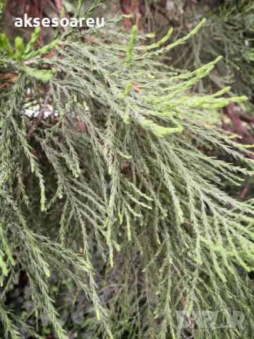 Екзотични нови 15 семена гигантска секвоя мамутово дърво sequoiadendron giganteum декорация в двора, снимка 14 - Сортови семена и луковици - 50222677