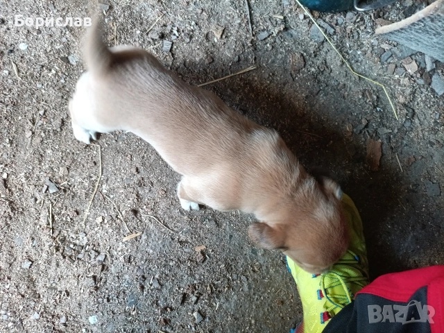 ПОДАРЯВАМ малки кученца , снимка 8 - Други - 51444287