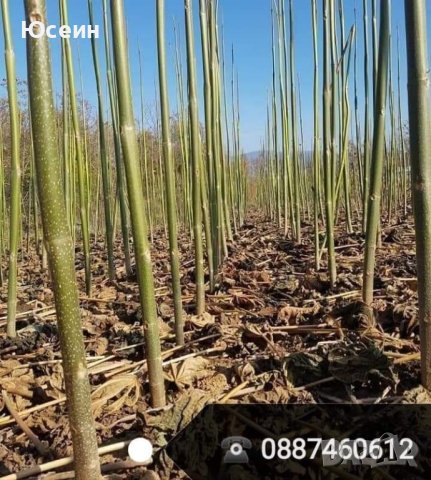 Фиданки от пауловния , снимка 5 - Градински цветя и растения - 42173447