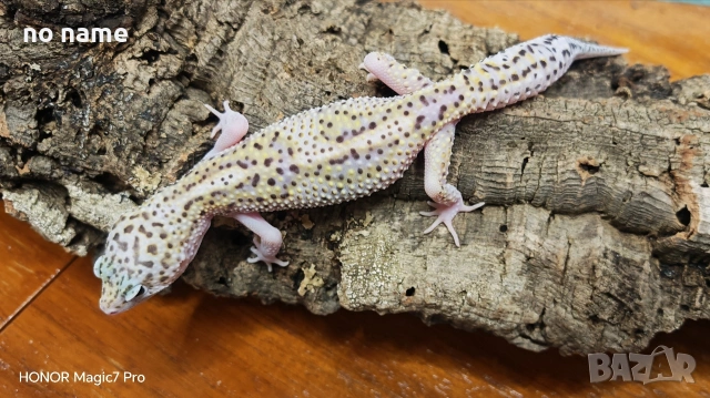 Леопардови гекони Diablo Blanco (Eublepharis macularius) , снимка 5 - Гекон - 52153005