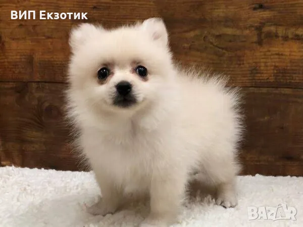 ПРОДАВА ЙОРКИ ПОМ