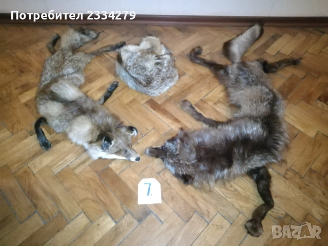 Рога, ловна сбирщина от 70-80те години, снимка 17 - Колекции - 52583206