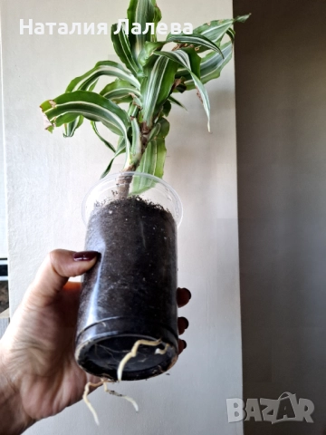 Драцена, dracena reflexa, снимка 3 - Стайни растения - 52328841