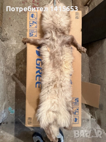 Продавам препарирана лисица, снимка 5 - Други ценни предмети - 53224567