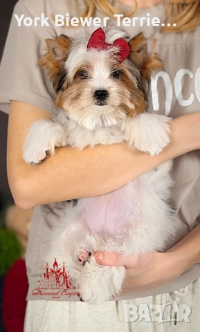 Йоркширски Териер! Чудесни момиченцата с родословие за деца и възрастни! Доставка , снимка 2 - Йоркширски териер - 52771720