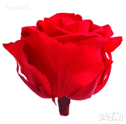 Луксозна вечна роза в опаковка BEAUTY & THE BEAST, снимка 4 - Романтични подаръци - 31691278