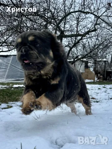 Мъжки френски булдог (Флъфи, Флуфи) за разплод, снимка 5 - Френски булдог - 49184248