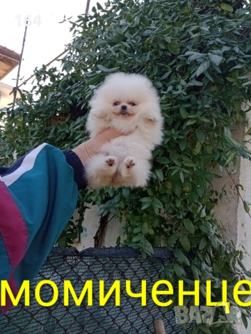 Померан. Мини момченце., снимка 2 - Померан - 52848127