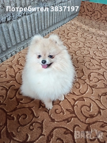 мъжки на 8 месеца 