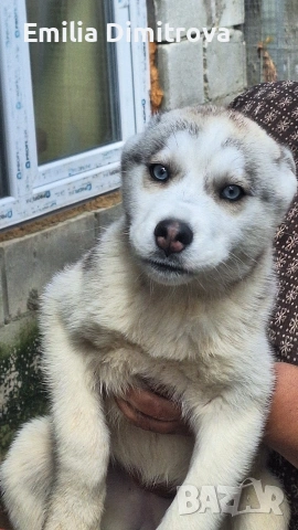 сърпродавам Сибирски Хъскита и Аляски маламут на 3 месеца , снимка 4 - Хъски - 53236382