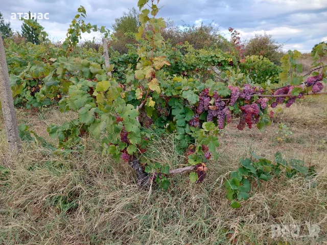 продавам грозде алжирка и мискет