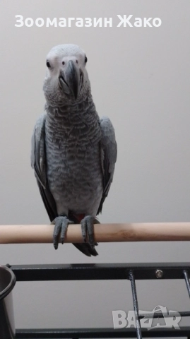 Папагал Кралско Жако