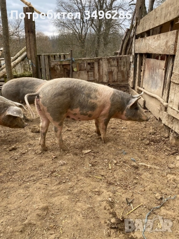 Бременни прасета, снимка 2 - Прасета - 53941496