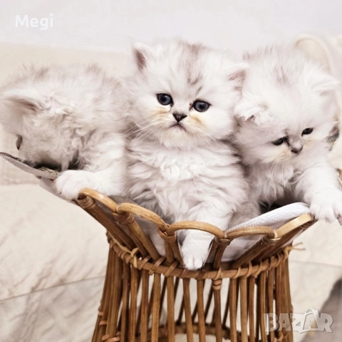 Персийска сребърна чинчила котенца , снимка 4 - Персийска - 52777035