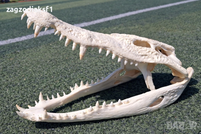 Челюст КРОКОДИЛ 100% Реални снимки с документ за притежание по CITES