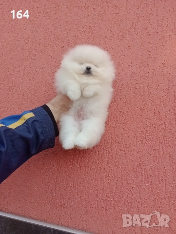 Мъжки бял Померан. Реални снимки от 06.01.26 г.  , снимка 3 - Померан - 53040595