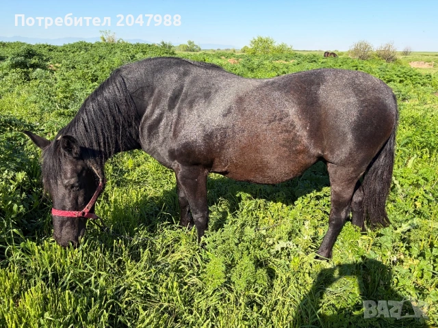 Кобила кон коне, снимка 10 - Коне - 54317054