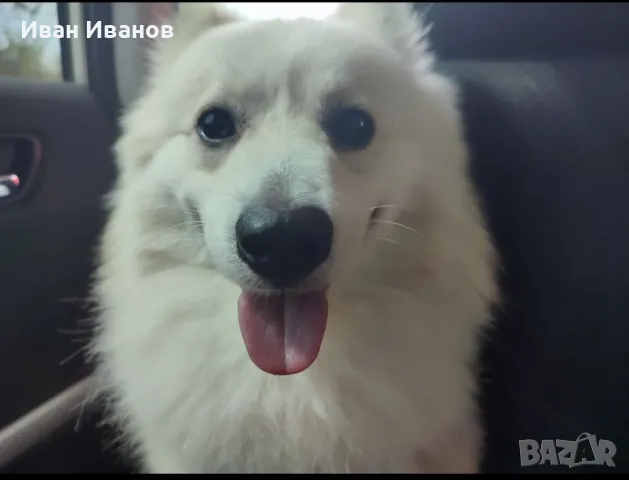 Мъжки немски " шпиц", снимка 3 - Шпиц - 50270953