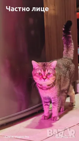 мъжки котарак шотлански, снимка 5 - Британска късокосместа - 56264453