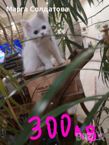 Персиисчета, снимка 3 - Персийска - 53143924