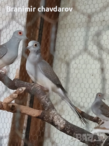 продавам амадини и диамантени гогутки, снимка 6 - Амадини - 52243041