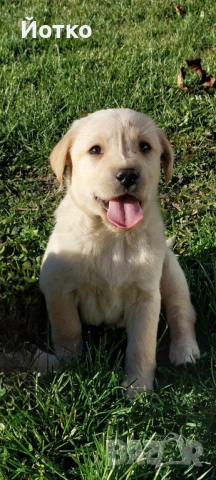 Лабрадор ретривър , снимка 2 - Лабрадор ретривър - 54189754