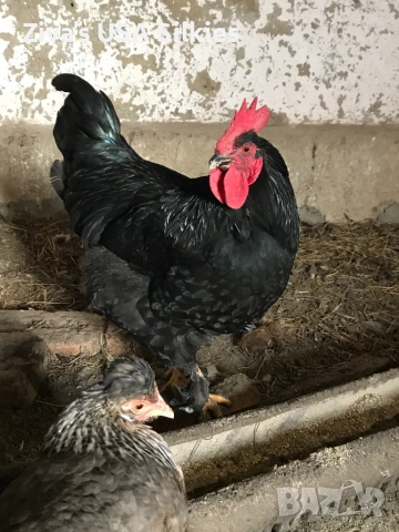 много хубав петел Маран, снимка 2 - Кокошки и пуйки - 52942527