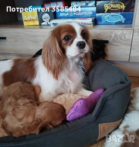 Кавалер Кинг Чарлз шпаньол момченце , снимка 8 - Кавалер кинг чарлз шпаньол - 53365017