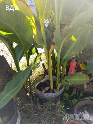 червена кана , снимка 3 - Градински цветя и растения - 52175750