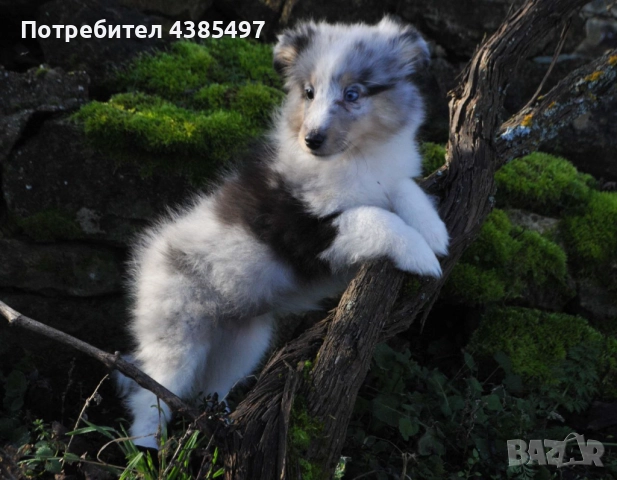 Кученца Шелти женска, снимка 2 - Други - 52802202