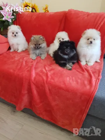 Померан померани свободни!, снимка 4 - Померан - 49137747