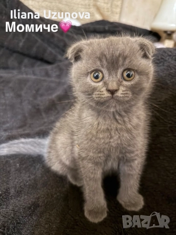 Уникални британски котенца , снимка 8 - Британска късокосместа - 52529757