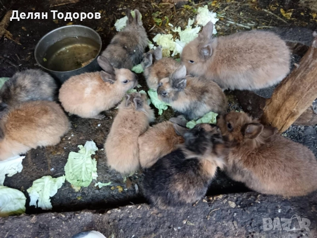 Мини зайчета , снимка 5 - Декоративни зайчета - 52875600