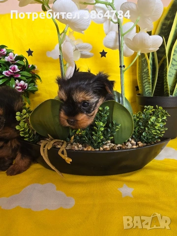 мини йоркширски териер, снимка 7 - Йоркширски териер - 53337473