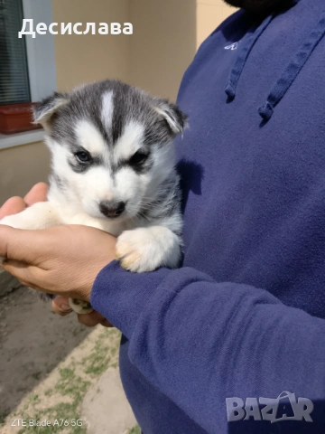  Хъски, снимка 10 - Хъски - 54180286