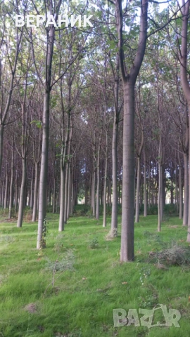 Пауловния трупи, снимка 4 - Строителни материали - 52405145