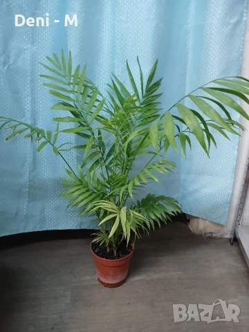 Палма Арека 70см.