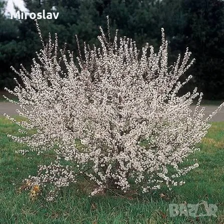 Китайска бяла Вишна (Бяла Нинджа), снимка 2 - Градински цветя и растения - 56038739