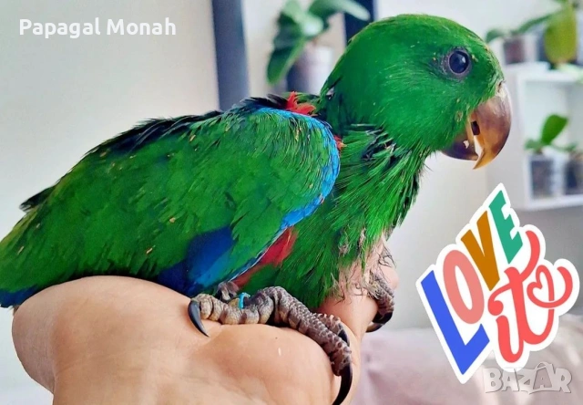 ръчно хранени папагали Еклектус , снимка 3 - Папагали - 54259693