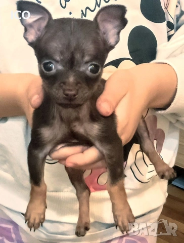 мини пинчер шоколад женско 