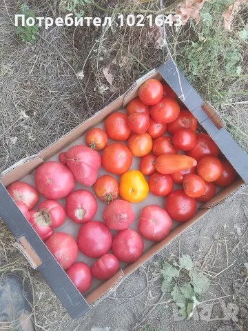 Градински домати