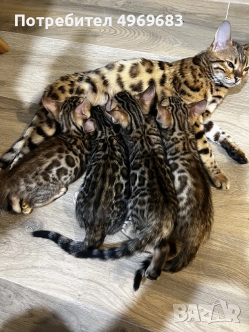 Бенгалски котенца , снимка 5 - Бенгалски - 56362306