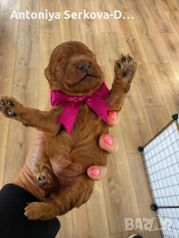 Poodle toy/Пудел Той, снимка 4 - Пудели - 52361482