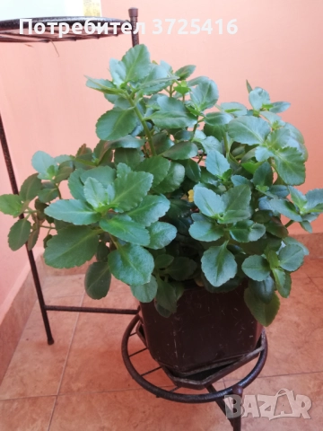 Стайни цветя, различни , снимка 11 - Стайни растения - 49680252