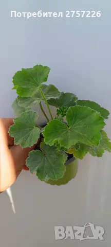 Pelargonium Ю Полонез, снимка 3 - Стайни растения - 56374664