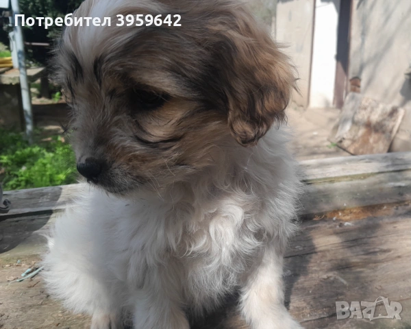 Малки болонки си търсят семейство, снимка 3 - Болонка - 54154849