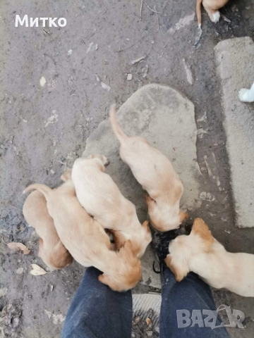 Кокер шпаньол, снимка 2 - Шпаньоли - 52671231