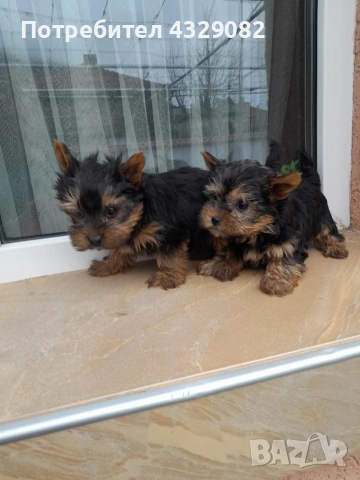 Продавам мини йоркита , снимка 2 - Йоркширски териер - 54068511