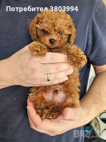 Чистокръвен тийкъп той пудел момченце, снимка 2 - Пудели - 52935256