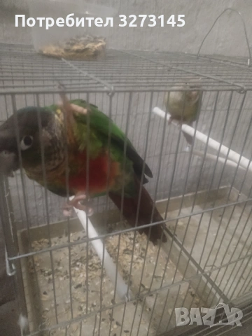 Птици, снимка 3 - Папагали - 54191099